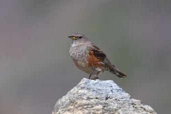 Ornitološke odlike NP ,,Lovćen” sa njegovom podgorinom Ornitološke odlike NP ,,Lovćen” sa njegovom podgorinom