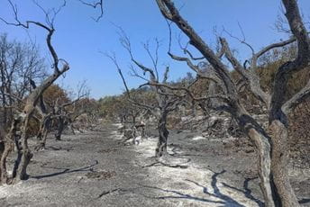 Novih 100 mladih sadnica maslina za djecu Mrkojevića Novih 100 mladih sadnica maslina za djecu Mrkojevića
