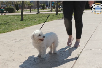 Zbog velikog interesovanja produžen rok za prijavu na Javni poziv za subvencije za sterilizaciju vlasničkih pasa Zbog velikog interesovanja produžen rok za prijavu na Javni poziv za subvencije za sterilizaciju vlasničkih pasa