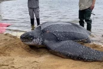 Ogromna kornjača zalutala u rijeku, spašena i vraćena u okean Ogromna kornjača zalutala u rijeku, spašena i vraćena u okean