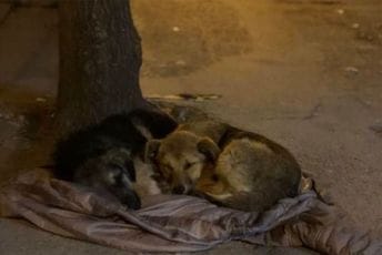 Regulisati problem sa napuštenim životinjama Regulisati problem sa napuštenim životinjama