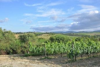 Do 1. novembra aktuelni pozivi za podršku vinogradarima, voćarima i maslinarima Do 1. novembra aktuelni pozivi za podršku vinogradarima, voćarima i maslinarima