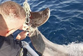 Policajci spasili delfina koji se zapleo u ribarsku mrežu Policajci spasili delfina koji se zapleo u ribarsku mrežu