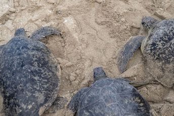 More na obalu Meksika izbacilo stotine mrtvih kornjača Ilustracija
