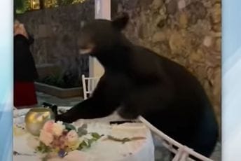 Medvjed se pojavio na vjenčanju, mirno otišao kad je shvatio da je nepoželjan (VIDEO) Medvjed se pojavio na vjenčanju, mirno otišao kad je shvatio da je nepoželjan (VIDEO)