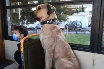 Voli javni prevoz: Ulični pas iz Istanbula zvijezda društvenih mreža Voli javni prevoz: Ulični pas iz Istanbula zvijezda društvenih mreža