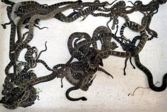 Ispod porodične kuće našli više od 90 otrovnica Ispod porodične kuće našli više od 90 otrovnica