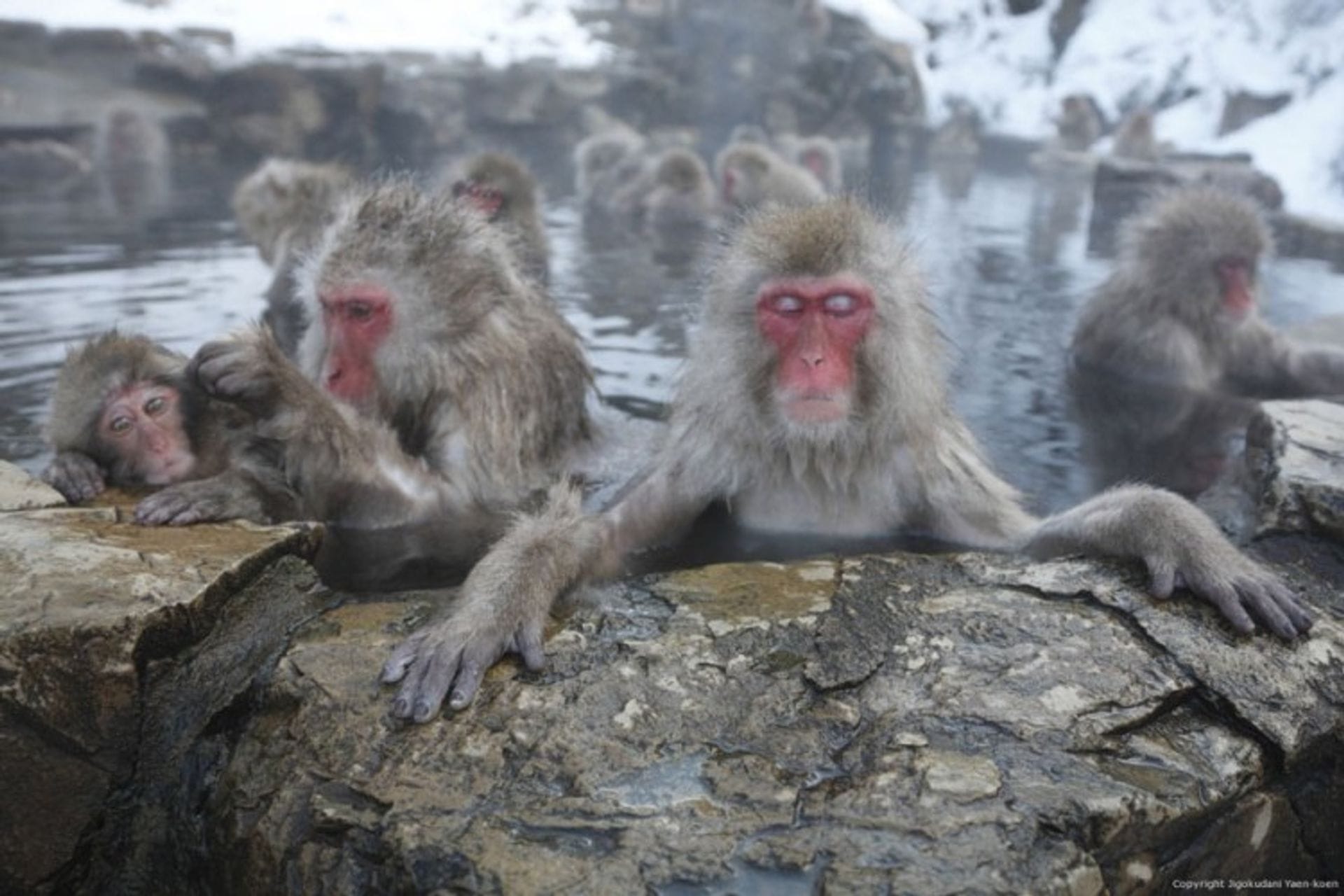 Fotografija 1: Spa u "Dolini pakla" rezervisan samo za sniježne majmune
