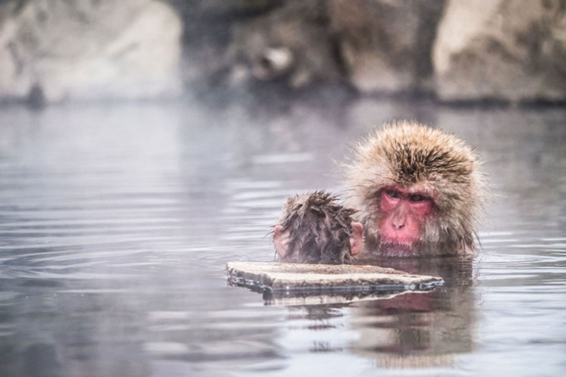 Fotografija 2: Spa u "Dolini pakla" rezervisan samo za sniježne majmune