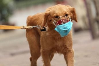 Pas iz Britanije zaražen koronom: Vjeruje se da mu je vlasnik prenio Pas iz Britanije zaražen koronom: Vjeruje se da mu je vlasnik prenio