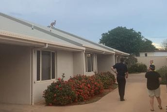 Kengur na krovu kuće: Kako se uopšte popeo gore? Kengur na krovu kuće: Kako se uopšte popeo gore?