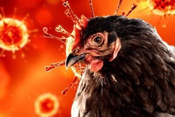 Evropa i Azija u pripravnosti zbog širenja ptičjeg gripa Evropa i Azija u pripravnosti zbog širenja ptičjeg gripa