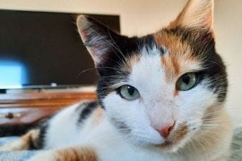 Kućni ljubimci tokom lockdowna pozitivno uticali na mentalno zdravlje vlasnika Kućni ljubimci tokom lockdowna pozitivno uticali na mentalno zdravlje vlasnika