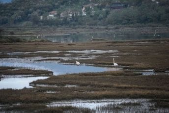 Poluostrvo Luštica puno prirodnih i kulturnih raznolikosti Poluostrvo Luštica puno prirodnih i kulturnih raznolikosti