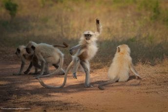 Festival koji slavi životinje: Komični prizori iz divljine (FOTO) Festival koji slavi životinje: Komični prizori iz divljine (FOTO)