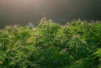 Uhapšen Pljevljak: Pronađeno pola kila marihuane i spid