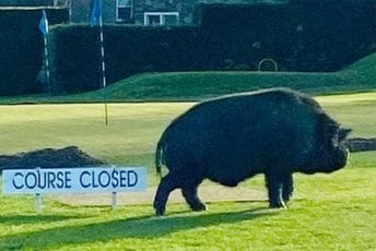 Najezda svinja: Nasrtale na ljude, povrijedile dvojicu i uništile teren Najezda svinja: Nasrtale na ljude, povrijedile dvojicu i uništile teren