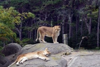 Dva lava u zagrebačkom ZOO vrtu zaražena koronavirisom Dva lava u zagrebačkom ZOO vrtu zaražena koronavirisom
