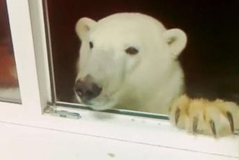 Polarni medvjed im dolazi na prozor i čeka da mu daju keks (VIDEO) Polarni medvjed im dolazi na prozor i čeka da mu daju keks (VIDEO)
