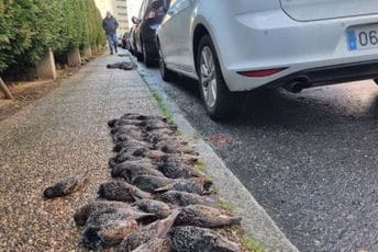 “Bilo je to kao kiša”: Više od 200 ptica palo ispred bolnice “Bilo je to kao kiša”: Više od 200 ptica palo ispred bolnice