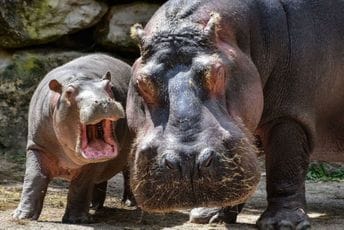 Nilski konji u belgijskom zoo vrtu dobili kovid Nilski konji u belgijskom zoo vrtu dobili kovid