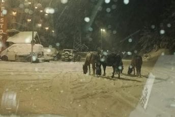 „Zaboravni“ vlasnici ostavili konje da mrznu na snijegu „Zaboravni“ vlasnici ostavili konje da mrznu na snijegu