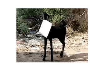 Koza upala u kancelariju i ukrala papire Koza upala u kancelariju i ukrala papire