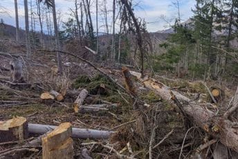 Loše gazdovanje šumama se nastavlja, zeleno blago pokradeno Loše gazdovanje šumama se nastavlja, zeleno blago pokradeno