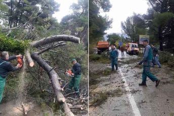 Bar: Srušen bor na kratko napravio zastoj u saobraćaju Uklonili sa magistrale srušeno stablo i grane