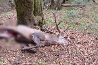 Bez strogih kazni teško do promjene svijesti Odstrijeljen jelen u NP Biogradska gora