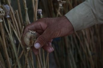 Opijumski mak cvjeta i pod talibanima? Opijumski mak cvjeta i pod talibanima?