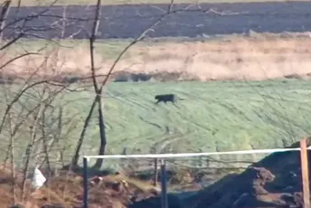 Nadzorne kamere snimile crnog pantera na granici Srbije i Mađarske Nadzorne kamere snimile crnog pantera na granici Srbije i Mađarske