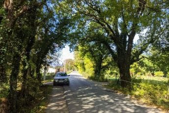 Sačuvati stabla skadarskog hrasta tokom rekonstrukcije Martinićkog puta Sačuvati stabla skadarskog hrasta tokom rekonstrukcije Martinićkog puta