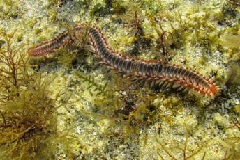 Naučnici pod zemljom otkrili "čudo evolucije" - "istinskih hiljadu nogu" Ilustracija