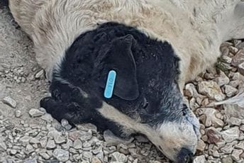 Baranin osumnjičen za ubijanje pasa: Hranio ih mesom u koje je stavljao otrov Baranin osumnjičen za ubijanje pasa: Hranio ih mesom u koje je stavljao otrov