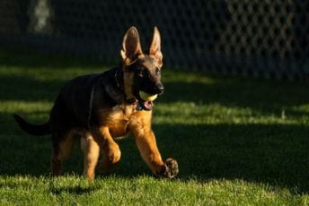 Novi stanovnik Bijele kuće: Bajden predstavio njemačkog ovčara Komandera Novi stanovnik Bijele kuće: Bajden predstavio njemačkog ovčara Komandera