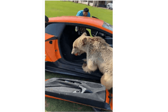 Medvjed odvalio vrata šeikovog lamborginija Medvjed odvalio vrata šeikovog lamborginija