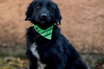 Udomi ljubimca kroz akciju "Ja biram tebe" Udomi ljubimca kroz akciju "Ja biram tebe"