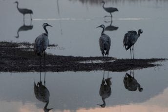 Pomor više hiljada ždralova zbog ptičjeg gripa u Izraelu Pomor više hiljada ždralova zbog ptičjeg gripa u Izraelu