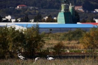 Mrdak: Solana dobila eksperta koji će napraviti plan upravljanja Mrdak: Solana dobila eksperta koji će napraviti plan upravljanja