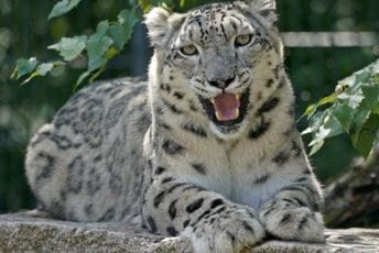 U Iraku uhvaćen rijedak primjerak leoparda U Iraku uhvaćen rijedak primjerak leoparda