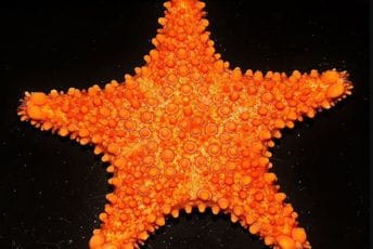 Koje životinjske vrste su otkrivene u 2021. godini Koje životinjske vrste su otkrivene u 2021. godini