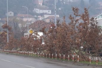 Prodaja badnjaka na nekoliko lokacija u Podgorici Prodaja badnjaka na nekoliko lokacija u Podgorici