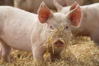 U regiju stigla afrička svinjska kuga U regiju stigla afrička svinjska kuga