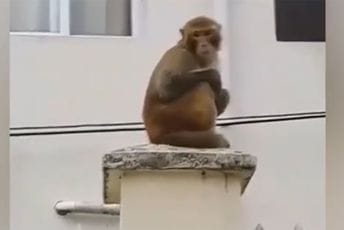 Majmun posjetio vrtić, djeca ga nahranila (VIDEO) Majmun posjetio vrtić, djeca ga nahranila (VIDEO)