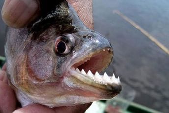 Spas od vrućina traže u rijekama punim pirana, četvoro je mrtvih, mnogi ostali bez djelova tijela Spas od vrućina traže u rijekama punim pirana, četvoro je mrtvih, mnogi ostali bez djelova tijela