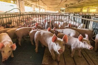Afrička kuga svinja hara Srbijom: Potvrđeno  skoro 1.500 slučajeva