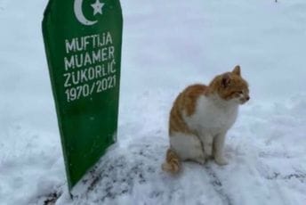 Mačak Muamera Zukorlića ni poslije dva mjeseca ne odlazi sa njegovog groba Mačak Muamera Zukorlića ni poslije dva mjeseca ne odlazi sa njegovog groba