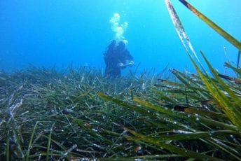 Mediteransko blago kod Bara: "Morska maslina" stara nekoliko hiljada godina Mediteransko blago kod Bara: "Morska maslina" stara nekoliko hiljada godina