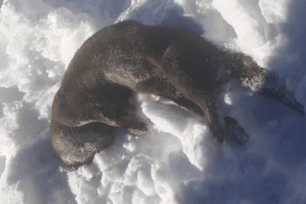 Nadležni da rasvijetle ko je ubio vidru na Žabljaku Nadležni da rasvijetle ko je ubio vidru na Žabljaku